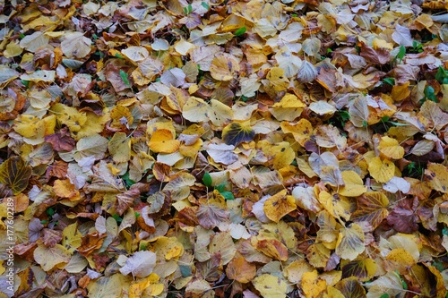 Autumn leaves background - The rustling leaves underfoot   