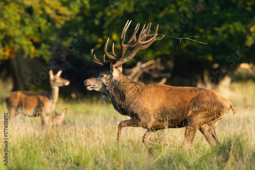 Red deer - Rutting season