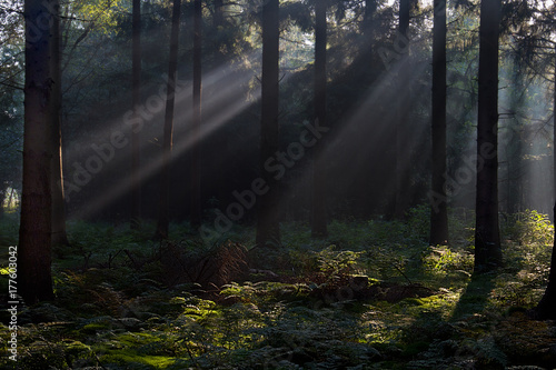 Sunbeams in a dark pine forest lighten up ferns