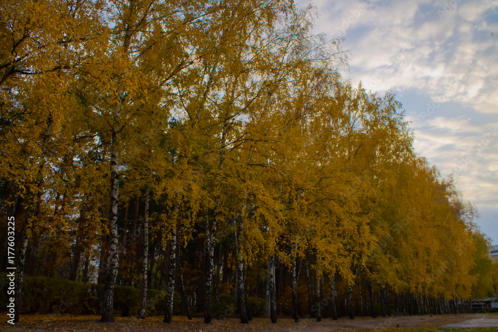 Autumn landscape. Alley of birches with yellowed foliage.