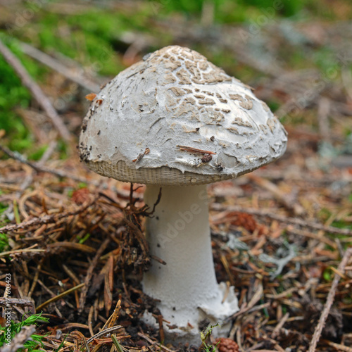 amanita ceciliae mushroom photo
