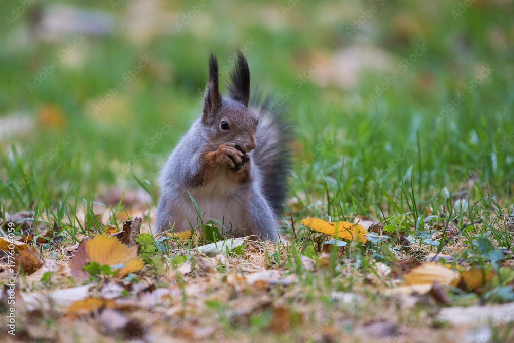 Fototapeta premium Squirrel eating a nut n the grass with leaves