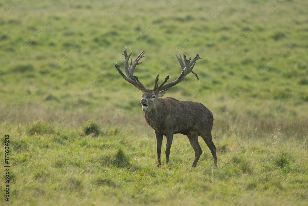 Red deer - Rutting season Red deer - Rutting season