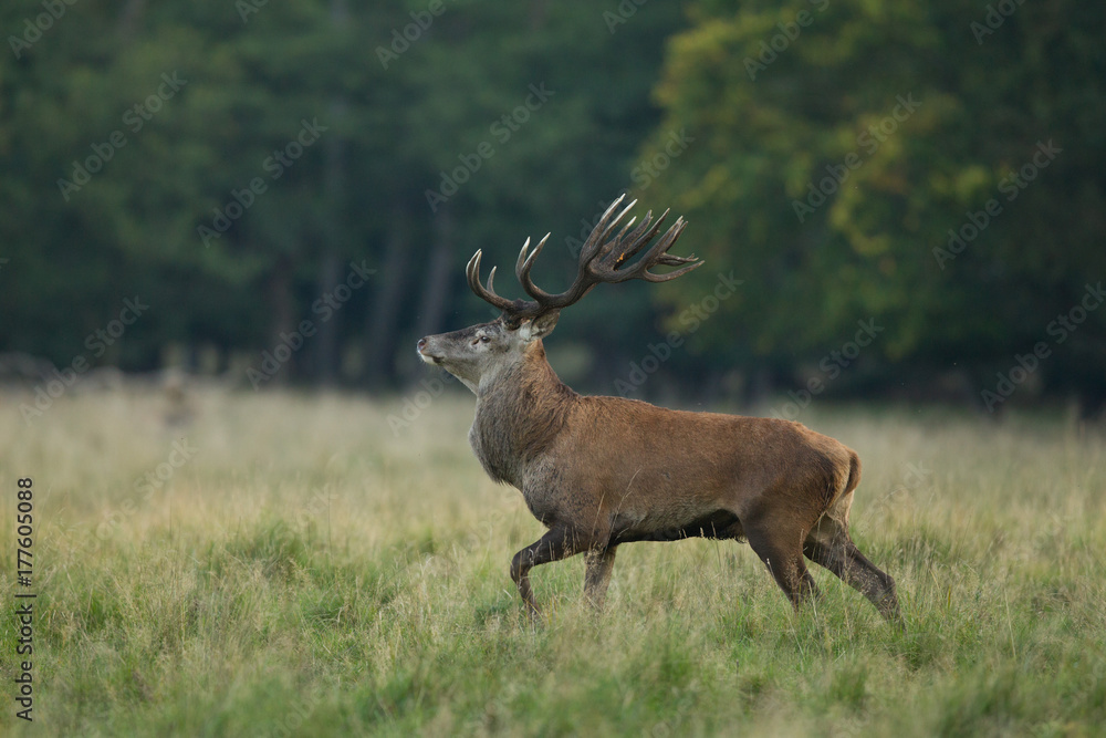 Obraz premium Red deer - Rutting season