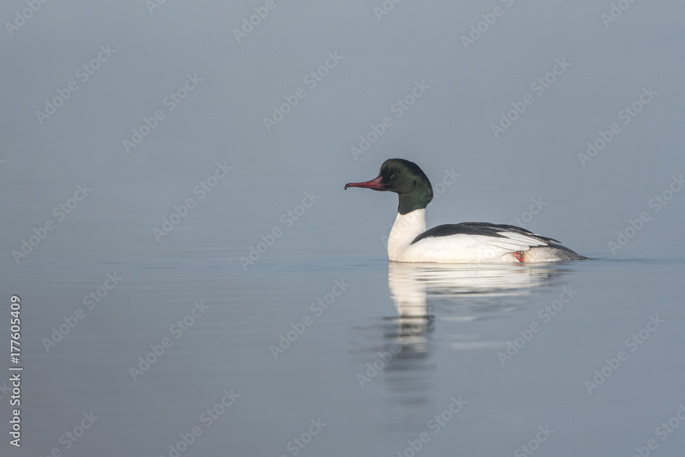 Beautiful nature scene with bird Common merganser (Mergus merganser). Wildlife shot of bird on the pond. Bird in the nature habitat. Beautiful nature scene with bird Common merganser (Mergus merganser). Wildlife shot of bird on the pond. Bird in the nature habitat.