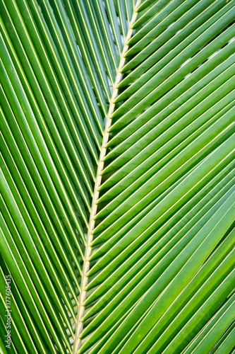 palm coconut leaves