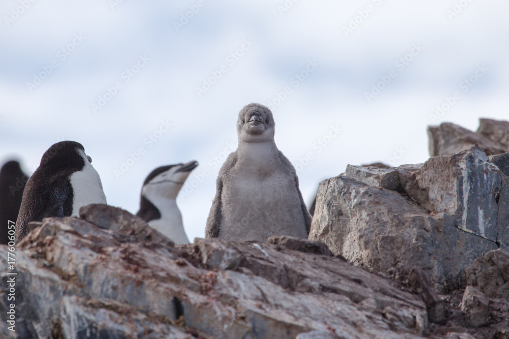 Fototapeta premium A chinstrap penguin chick in the south shetland islands poses for the camera, antarctica.
