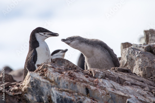 A chinstrap penguin and its chick in the south shetland islands, antarctica.