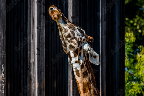 La Girafe