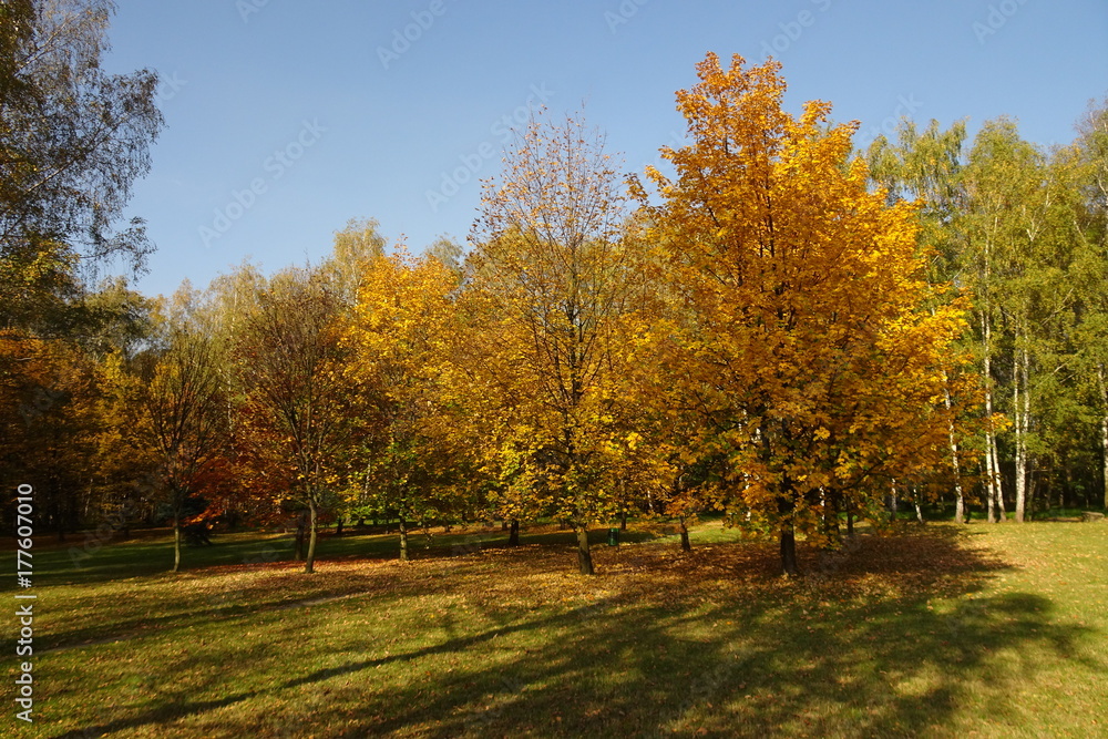 Autumn in park with colorful trees