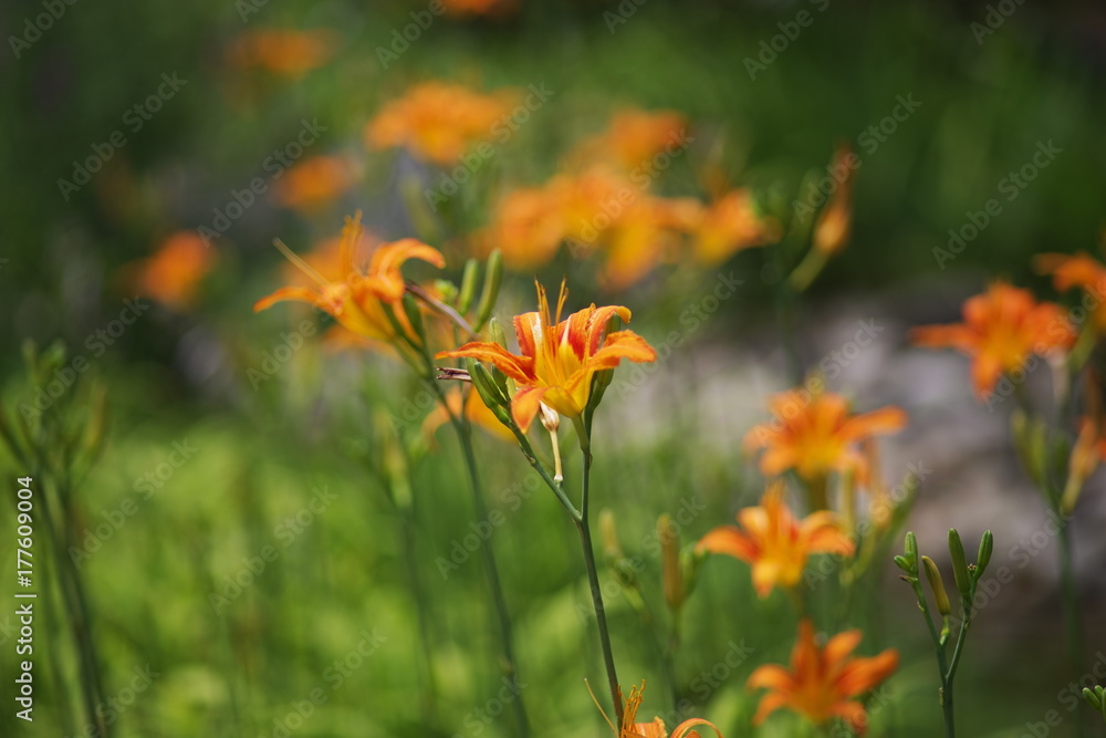 beautiful wild flower beautiful wild flower
