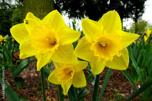 Yellow daffodils (Narcissus jonquilla)