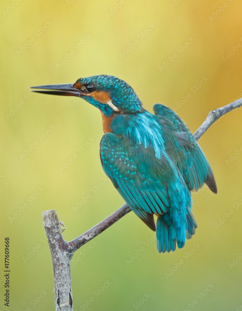 Fototapeta premium Martin