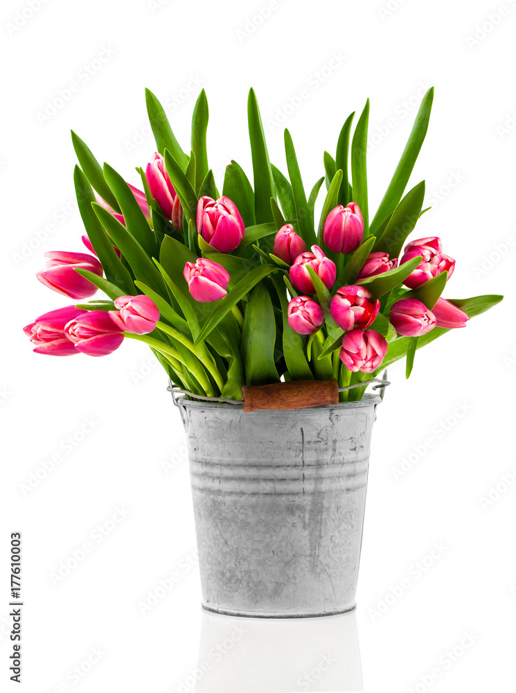 Obraz premium bouquet of tulips in an bucket on a white background