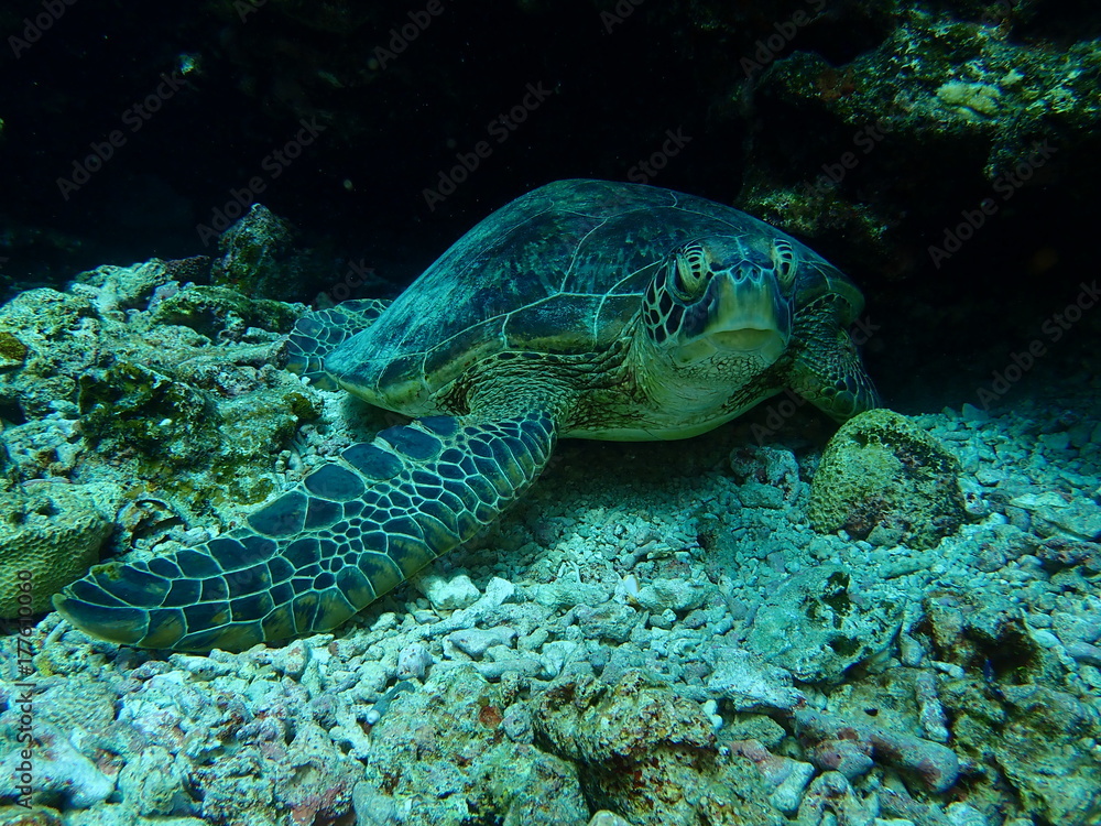 沖縄慶良間諸島の海中の生き物アオウミガメ 沖縄慶良間諸島の海中の生き物アオウミガメ