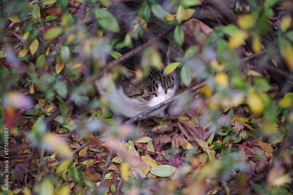 Fototapeta premium lovely cute street cat