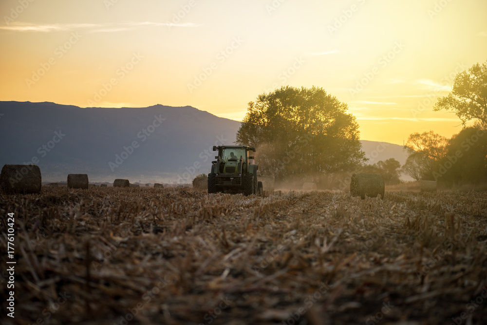 Fototapeta premium tractor with trailer at working in the golden wheat field.