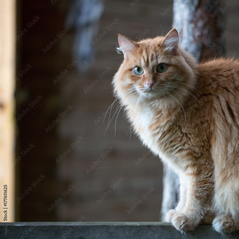 Beautiful red cat