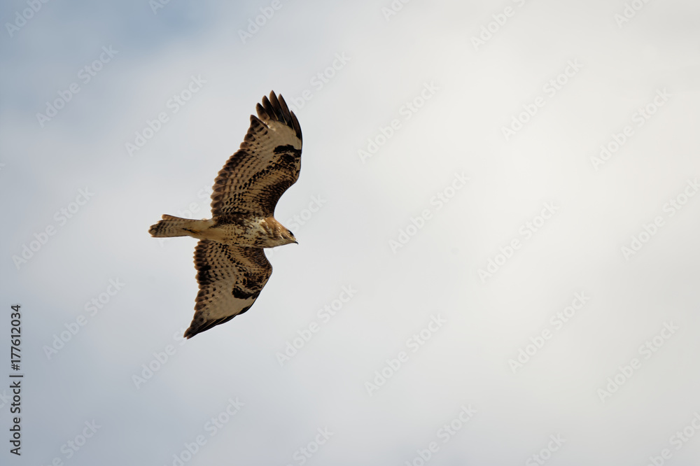 Obraz premium Mäusebussard