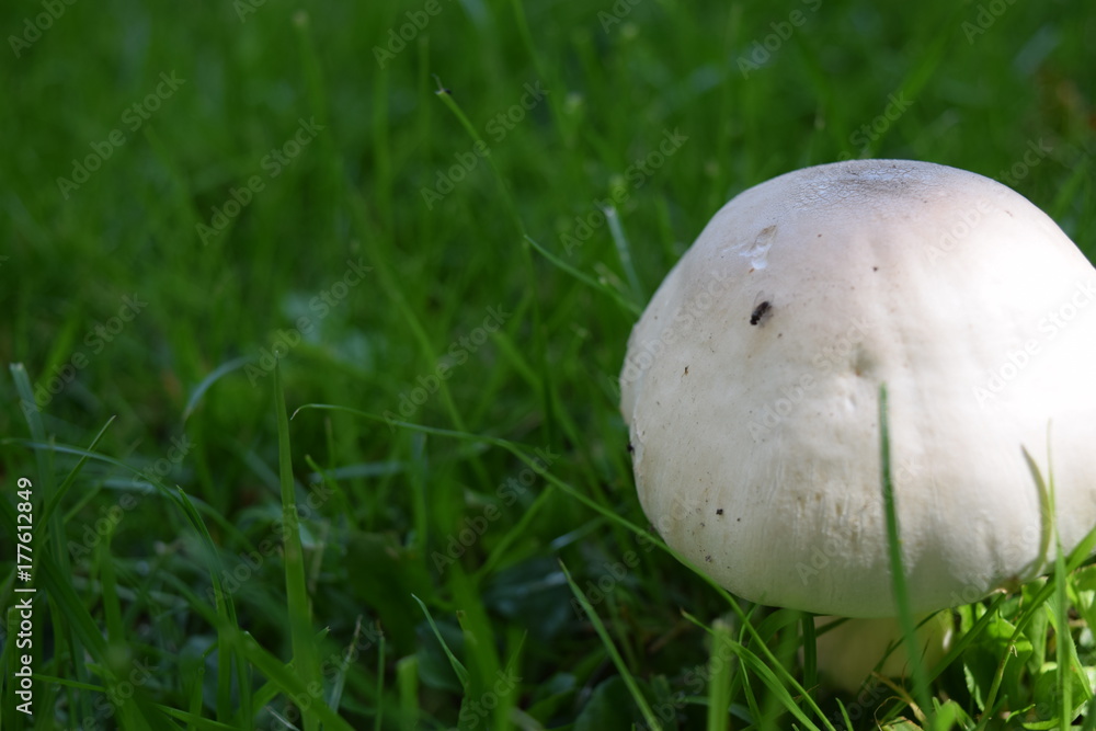 Macro mushroom Macro mushroom