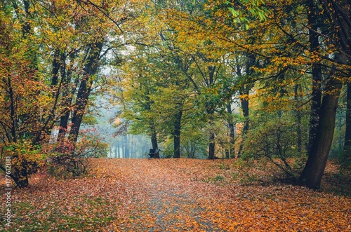 Fototapeta Naklejka Na Ścianę i Meble -  Beautiful autumn nature. Walkway with autumn colored leaves in the park.