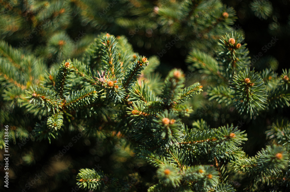 Green fluffy fir tree brunch close up Green fluffy fir tree brunch close up