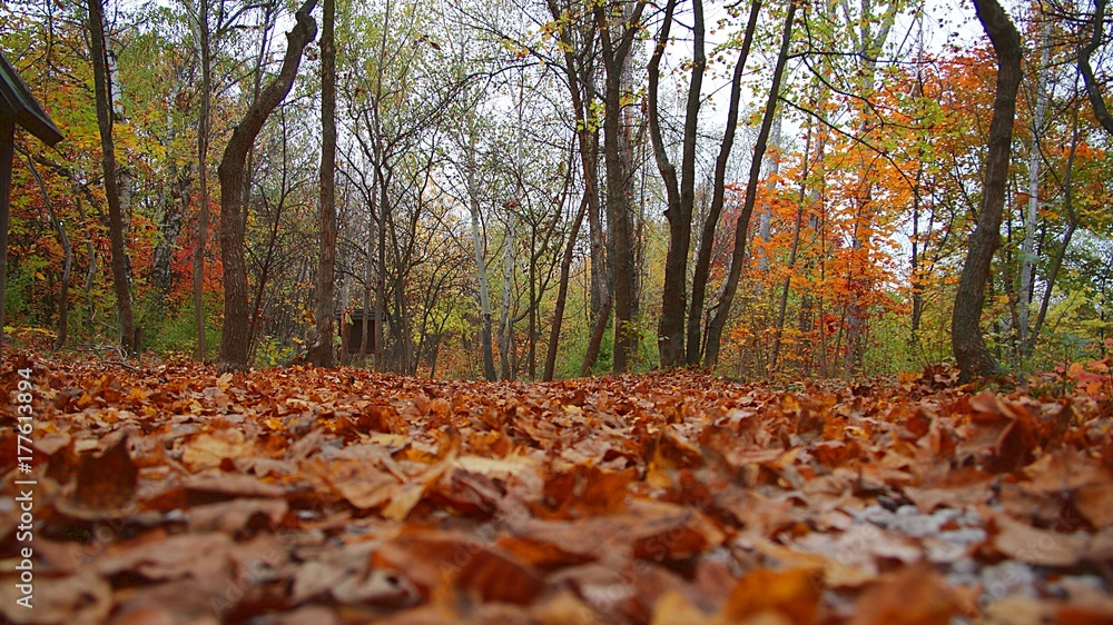 Colorful carpet in autumn woods