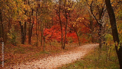 Autumn time in woods © Vizi