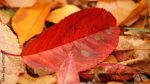 Colorful autumn leaf