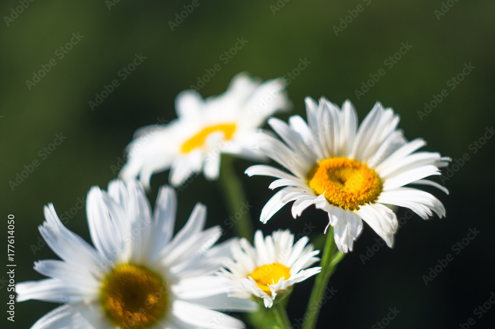 Blooming camomile, selective focus Blooming camomile, selective focus