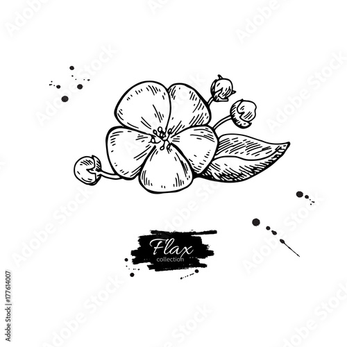 Flax flower vector superfood drawing. Isolated hand drawn  illus