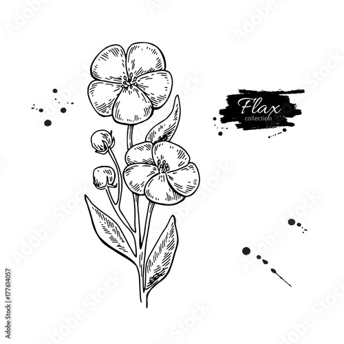 Flax flower vector superfood drawing. Isolated hand drawn  illus