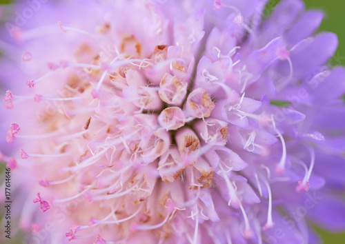 Abstract macro picture of a pink flower with very close distance. 