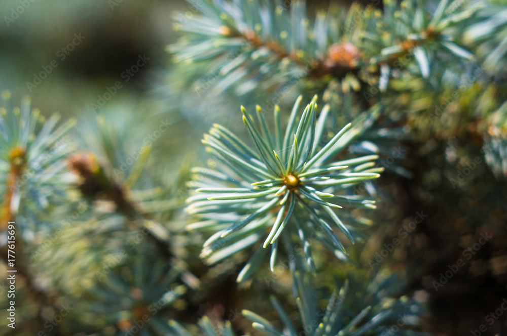 Green fluffy fir tree brunch close up Green fluffy fir tree brunch close up