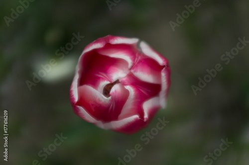 Wallpaper Mural Red Dreams Torontodigital.ca