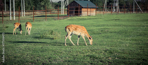 sika deer on pasture photo