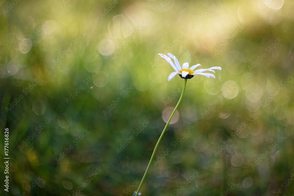 White flower Daisy on color autumn background. White flower Daisy on color autumn background.