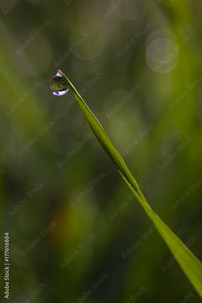 Drops of morning dew on green grass detail on nature background. Drops of morning dew on green grass detail on nature background.