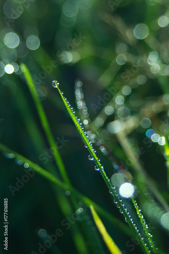 Drops of morning dew on green grass detail on nature background.