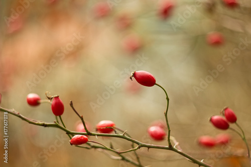 Colorful Rose Hip on autumnal background.