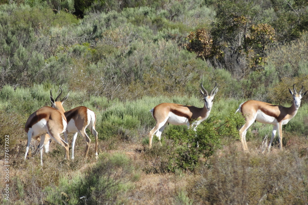 Antelope Antelope