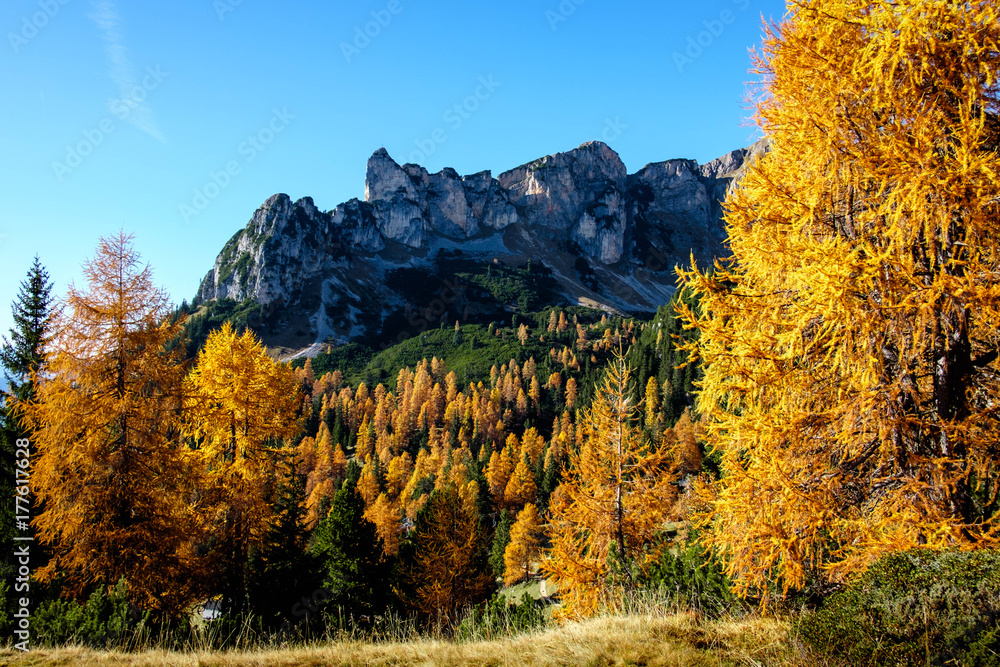 Fototapeta premium Bunter Bergwald im Rofangebirge