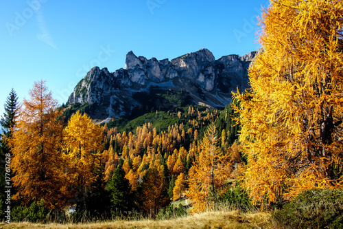 Bunter Bergwald im Rofangebirge