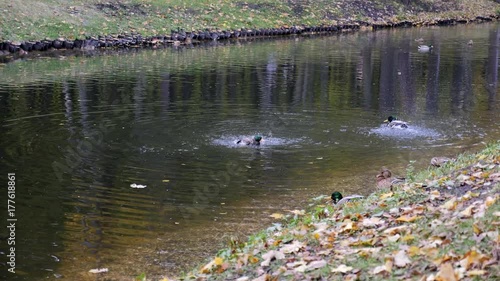 Two birds wash their feathers in the pond during the day