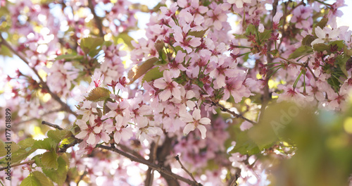 beautiful sakura cherry tree blossom © GCapture