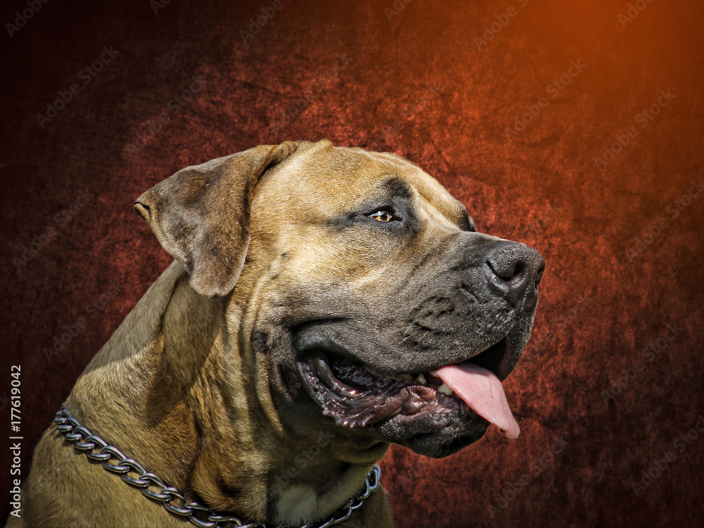 Big Dog BoerBoel - South African Bulldog