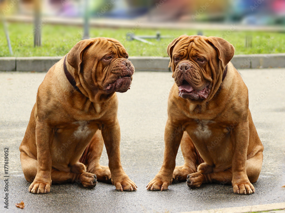 Dogue de Bordeaux - French mastiff - Beautiful dog Dogue de Bordeaux - French mastiff - Beautiful dog
