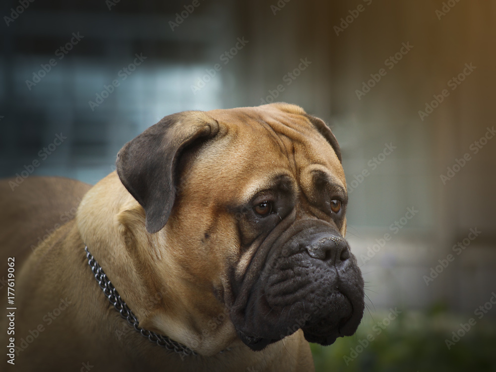 Dog Bullmastif - Head Portrait