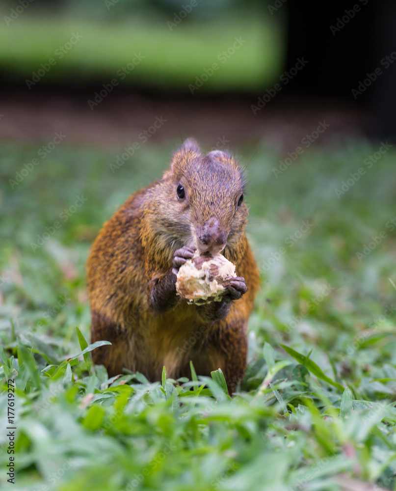Red rumped Agouti, (Dasyprocta leporina), feeds on a seed, Amazon Rain Forest, Tambopata Red rumped Agouti, (Dasyprocta leporina), feeds on a seed, Amazon Rain Forest, Tambopata