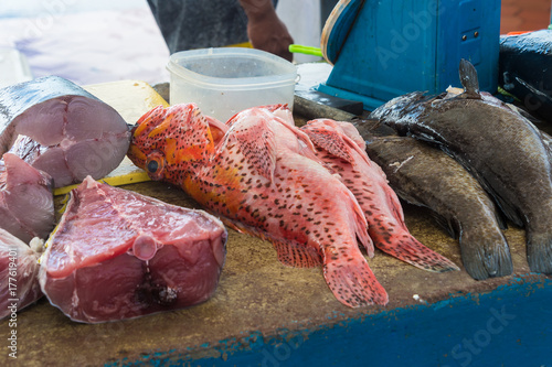 San Cristrobal Island,Galapagos MAY 9 2017: Local fish market, where wildlife also enjoys free snacks